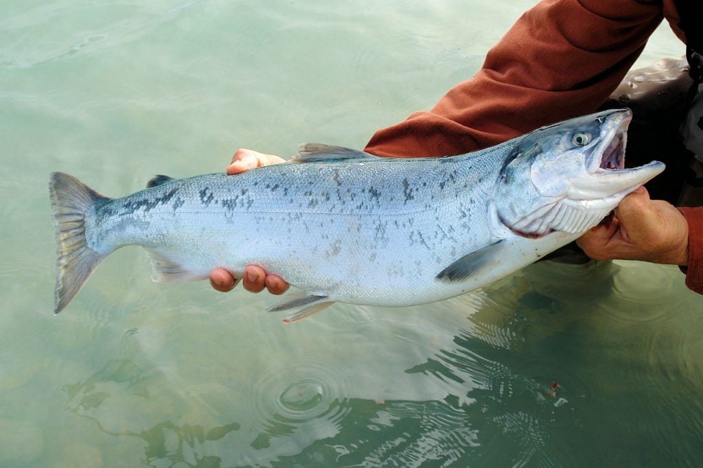 homeopatie-pacific-salmon-zkouska-leku