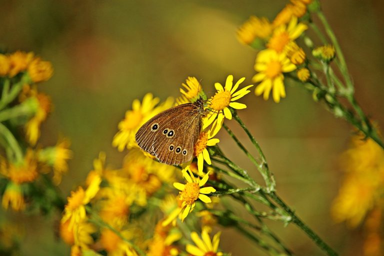 homeopatie-starcek-primetnik-kycol