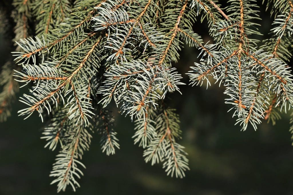 gemmoterapie-abies-alba
