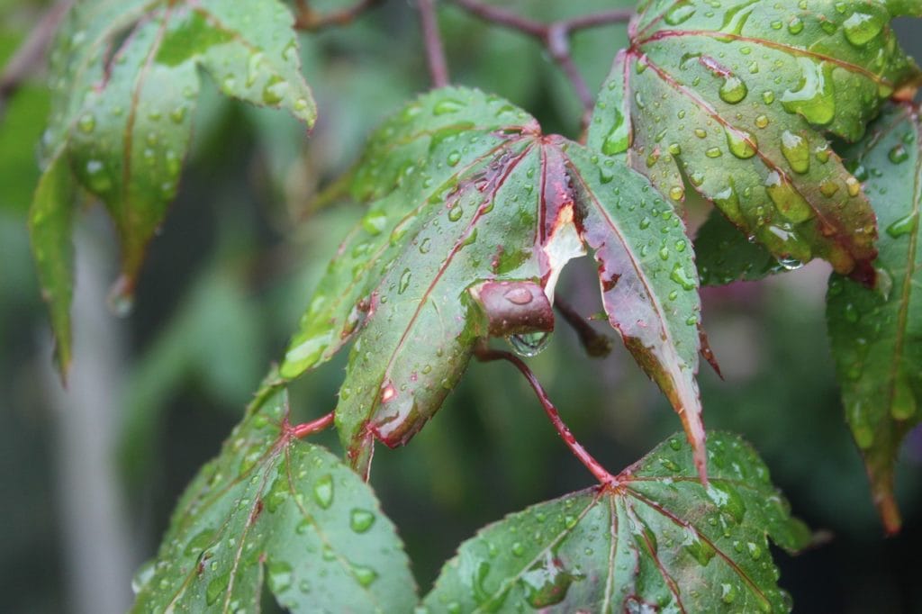 gemmoterapie-acer-campestre