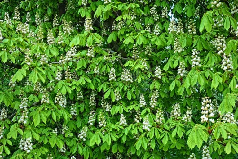 gemmoterapie-aesculus-hippocastanum