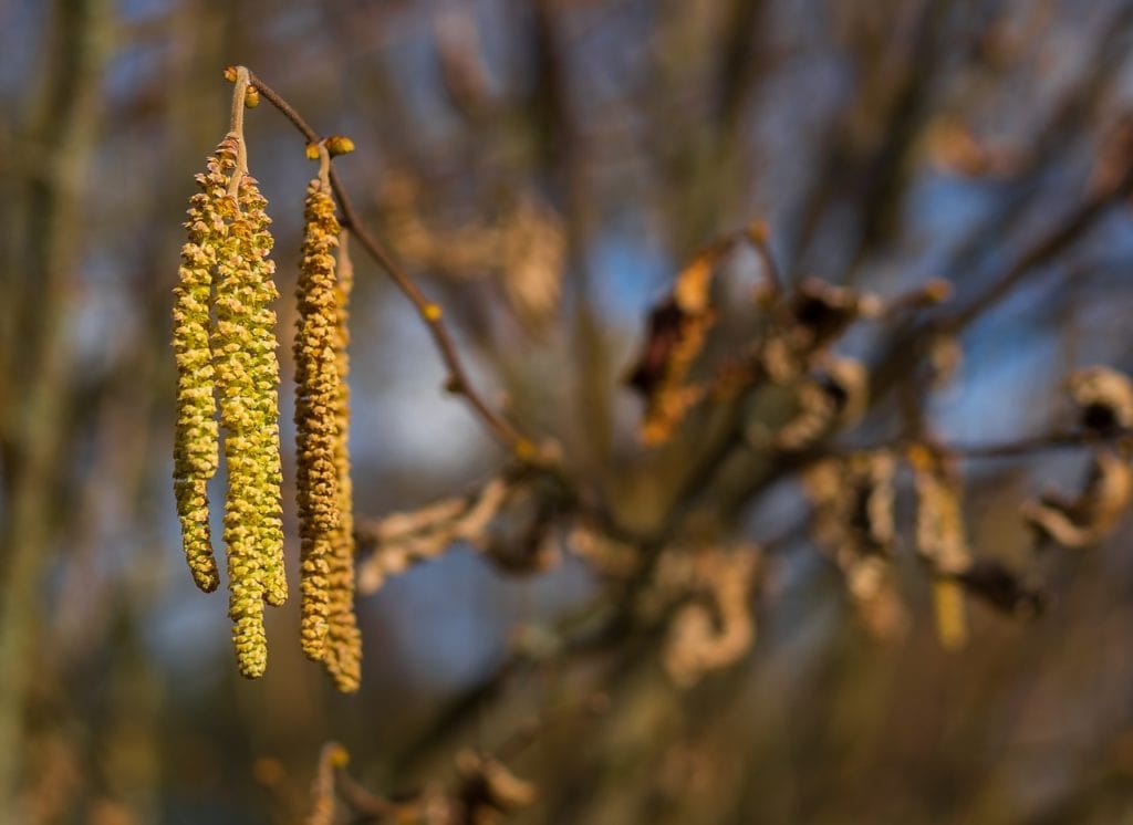 gemmoterapie-alnus-glutinosa