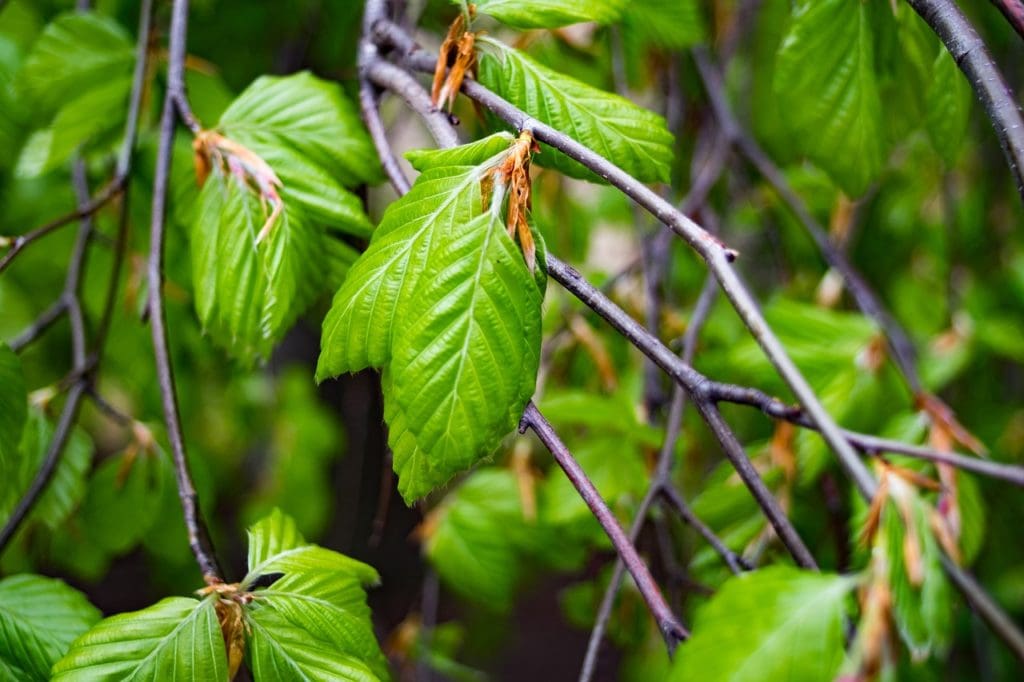 gemmoterapie-carpinus-betulus