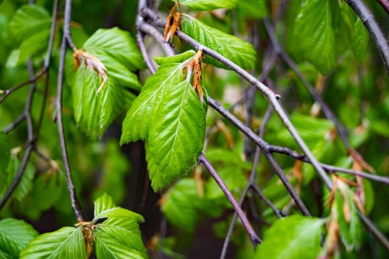 gemmoterapie-carpinus-betulus