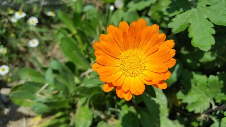 homeopatie-uvod-do-celedi-asteraceae