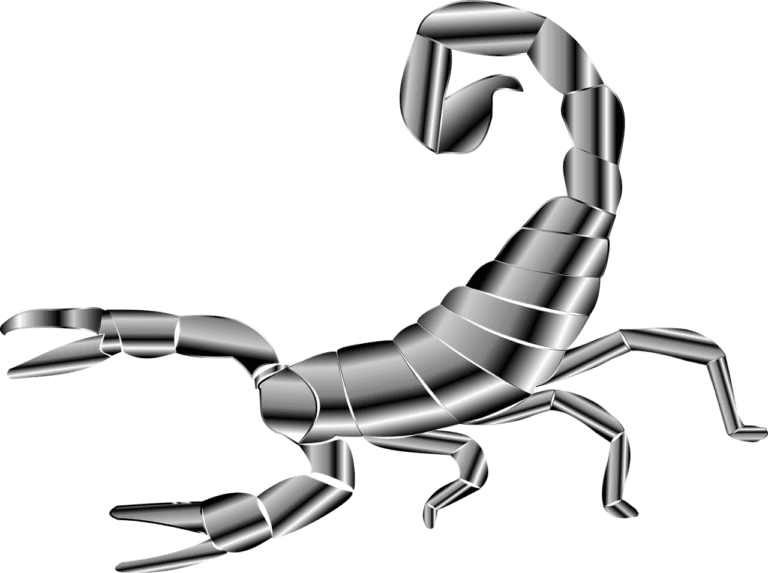 homeopatie-rhopalurus-junceus