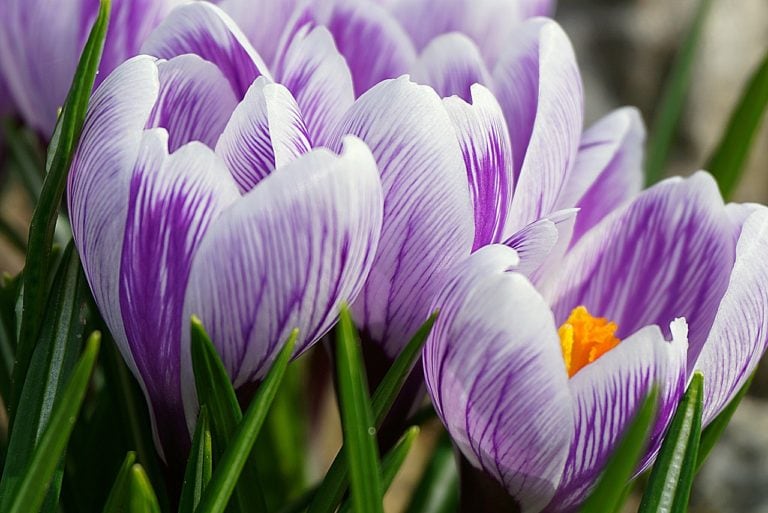 homeopatie-safran-sety-crocus-sativus