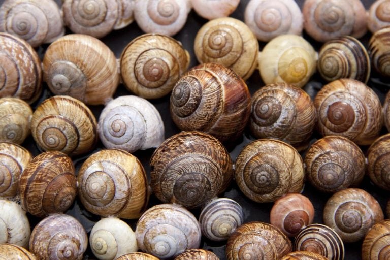 homeopatie-mekkysi-mollusca-v-homeopatii