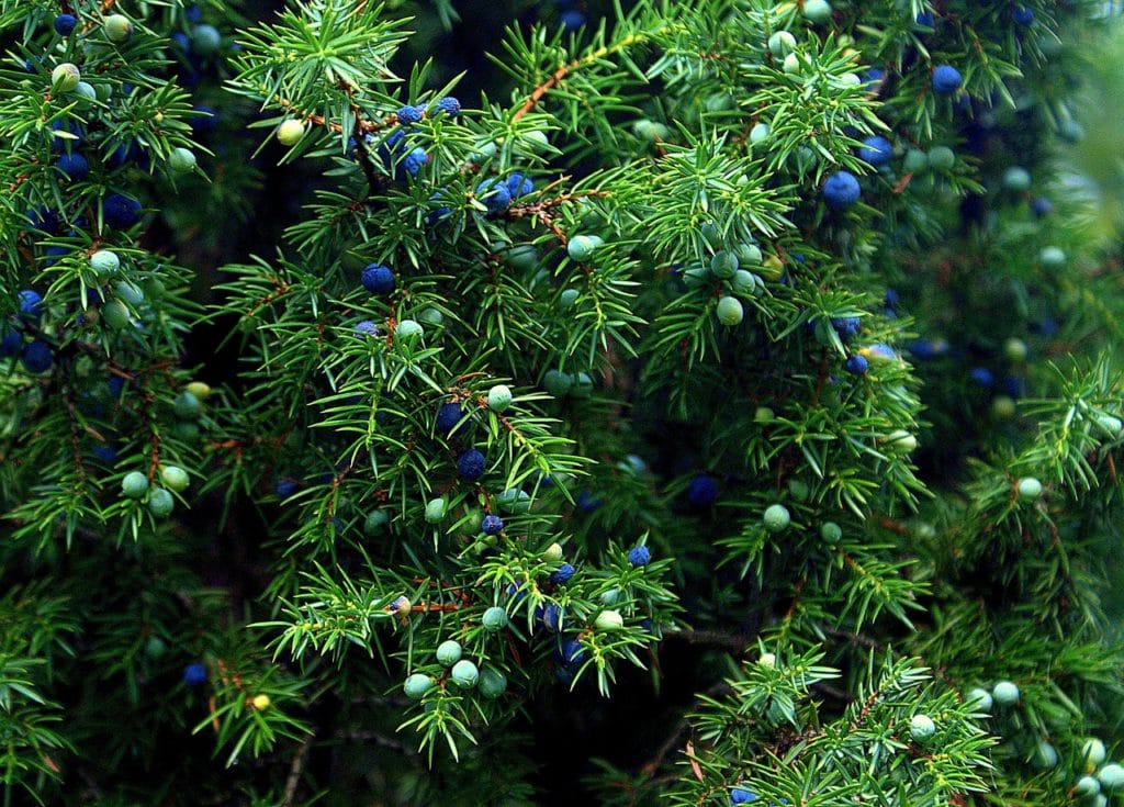 homeopatie-juniperus-communis-jalovec-obecny