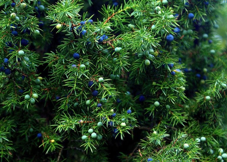 homeopatie-juniperus-communis-jalovec-obecny