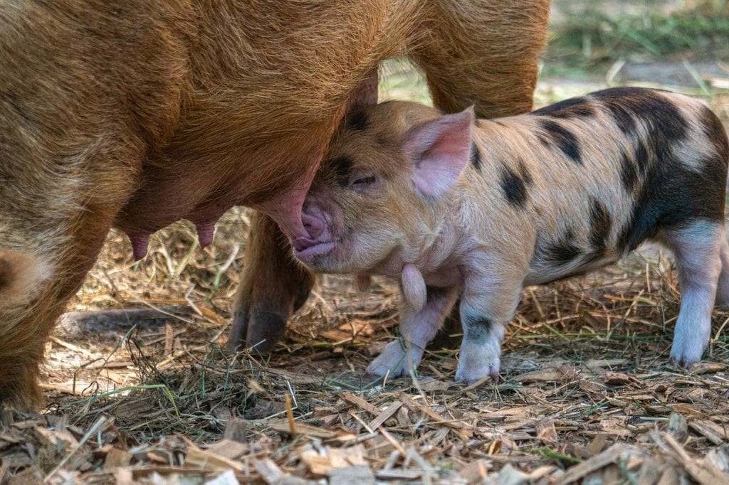 homeopatie-savci-v-homeopatii