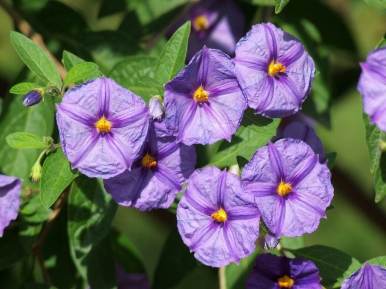 homeopatie-pripad-nierembergia-scoraria-665.73.07