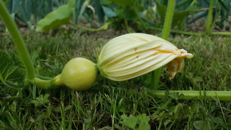 homeopatie-agrohomeopatie-v-praxi