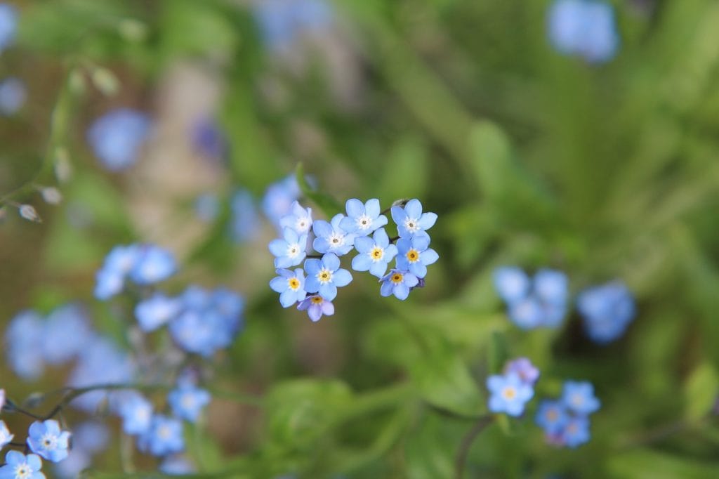 homeopatie-myosotis-arvensis-pomnenka-rolni