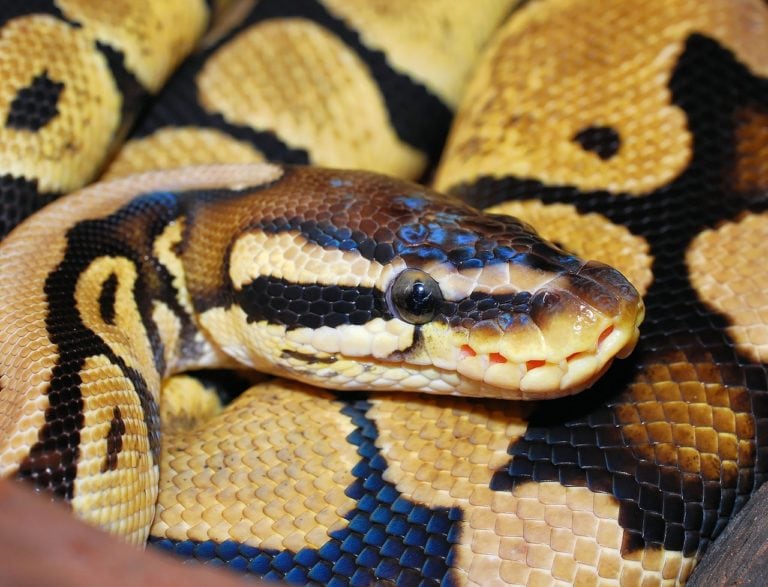homeopatie-krajta-kralovska-python-regius
