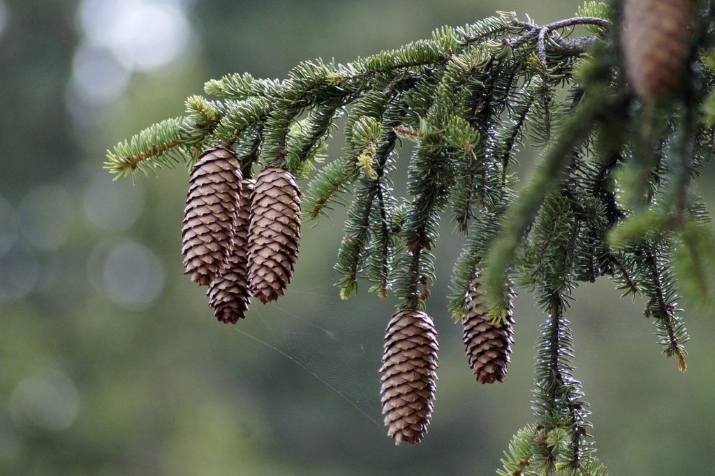 homeopatie-picea-abies-abies-nigra-borovice-cerna