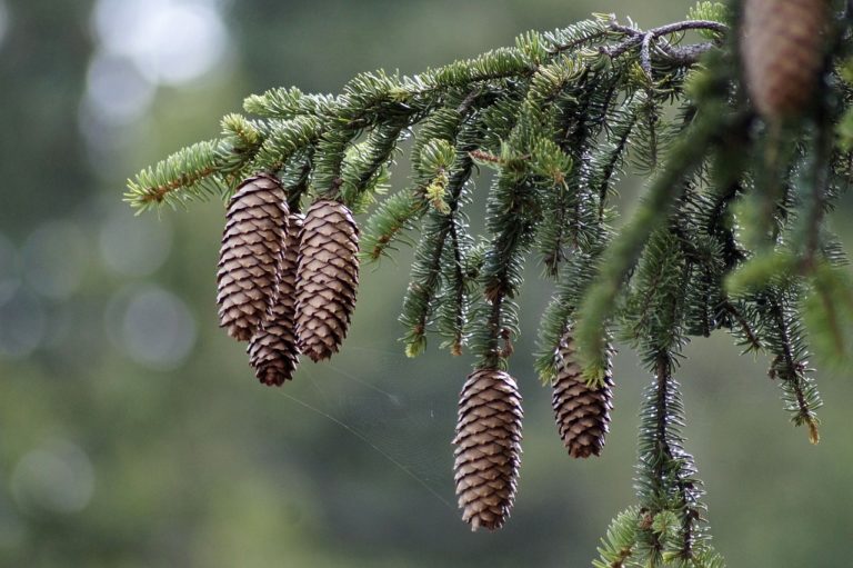 homeopatie-picea-abies-abies-nigra-borovice-cerna
