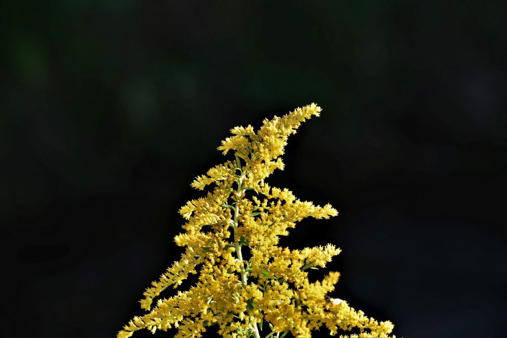 homeopatie-galium-verum-6654202