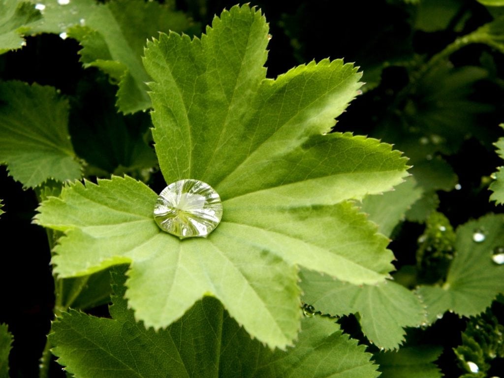 homeopatie-alchemilla-vulgaris-6446107