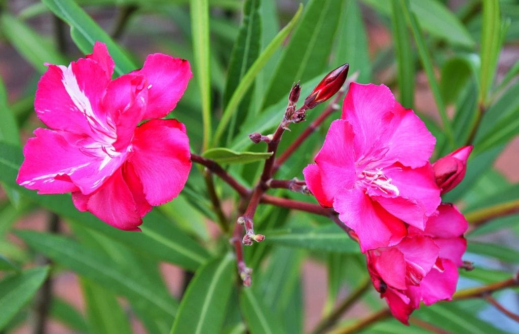 homeopatie-2-pripady-oleander