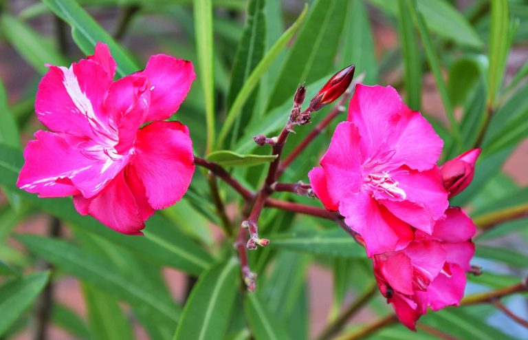 homeopatie-2-pripady-oleander