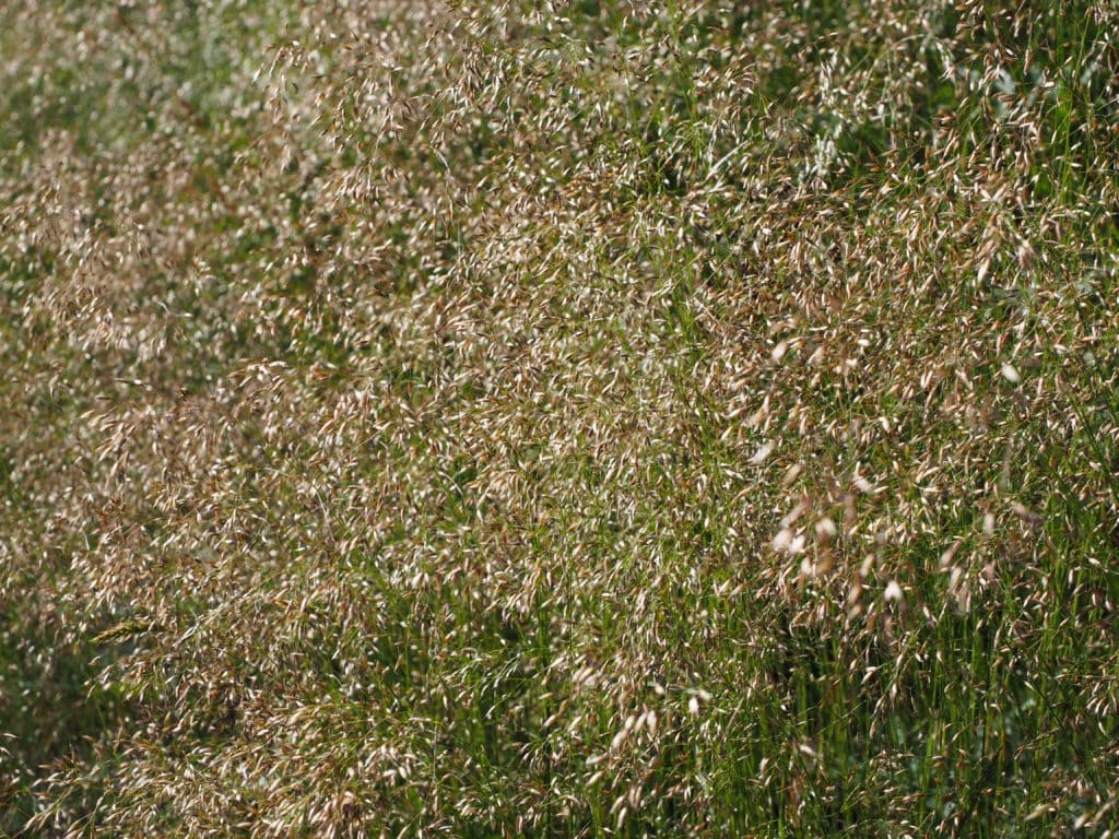 homeopatie-agrostis-capillaris-psinecek-obecny